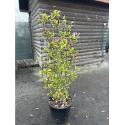 Магнолія «Сюзан» (Magnolia 'Susan')150 см